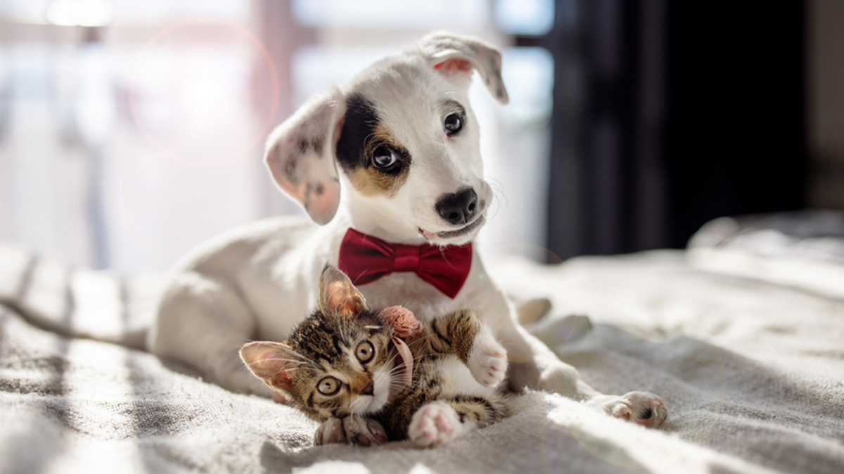 A Puppy And A Kitten Play In A Pet Friendly Condo In Bangkok