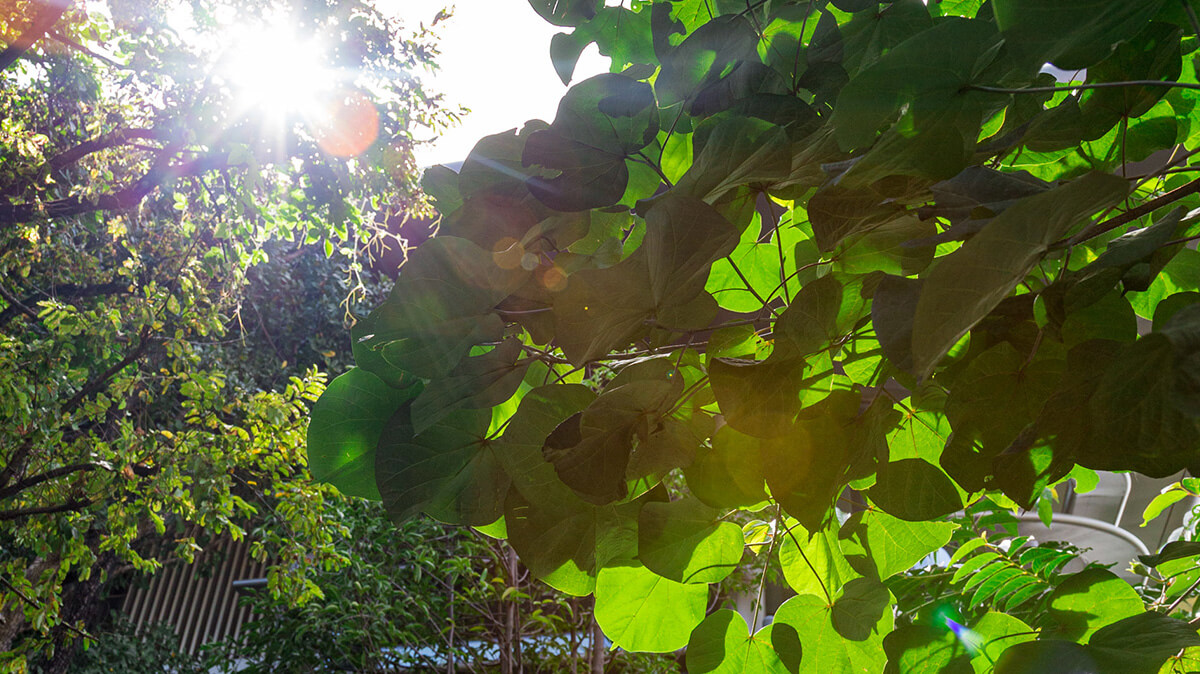 Dense planting