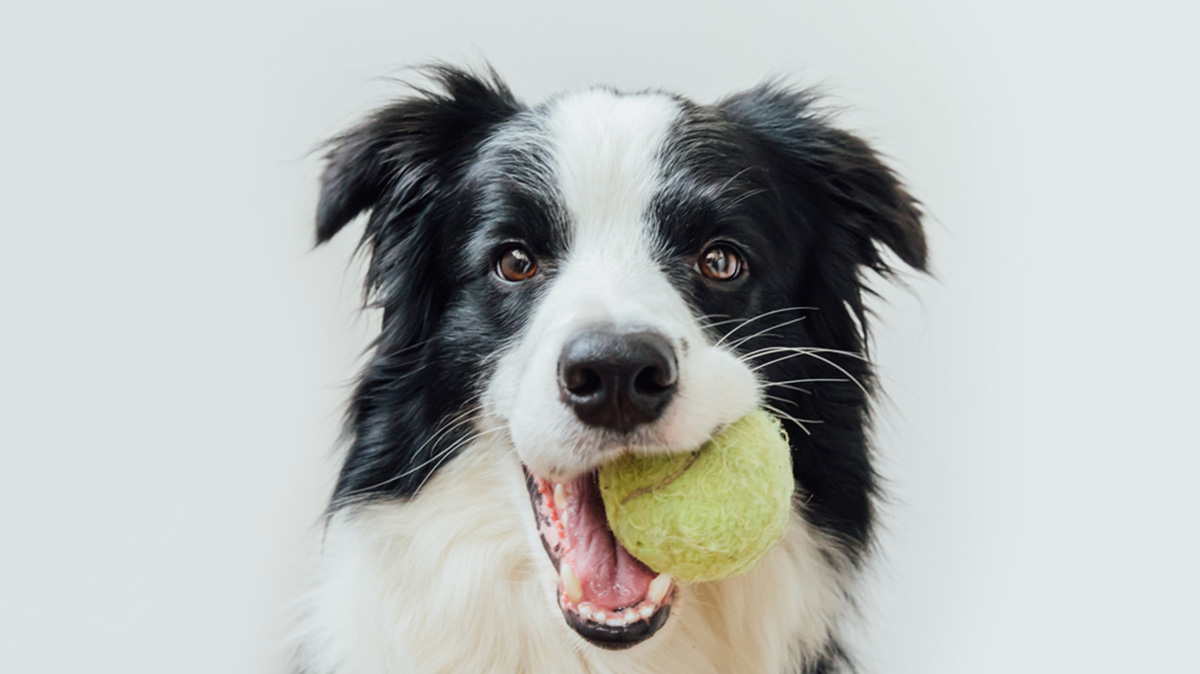 A Dog Ready For A Game Of Fetch In The Relaxing Room